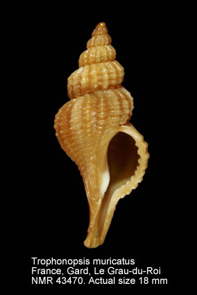Trophonopsis muricata (7).jpg - Trophonopsis muricata(Montagu,1803)